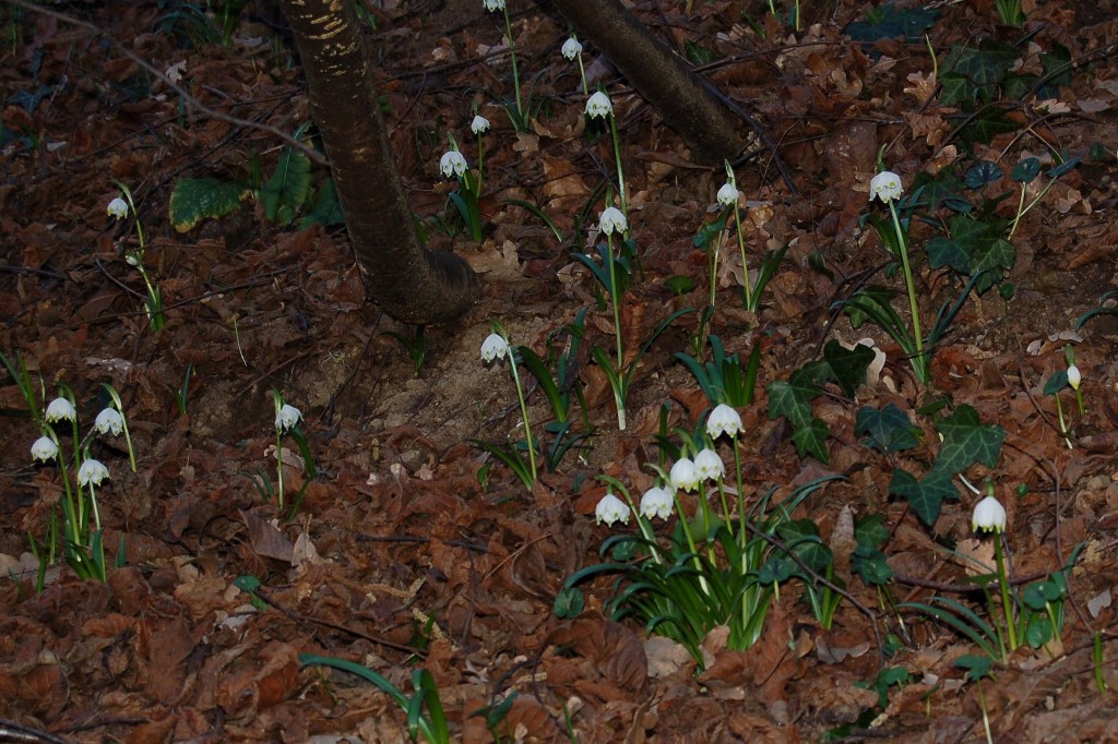Galanthus nivalis e Leucojum vernum